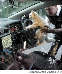 パトカーを運転しようとした猫、ハンドルに肉球乗せ「出発にゃー」。