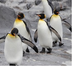 ペンギンに&ldquo;宇宙人の可能性&rdquo;が浮上