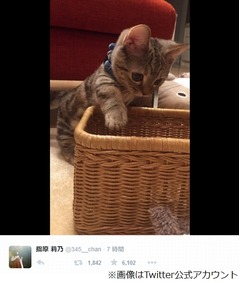 飼い主よりカワイイ？ 指原の猫、キュートな写真の数々に絶賛の声。