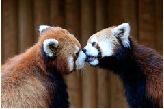 大の仲良しレッサーパンダ兄妹、那須どうぶつ王国で1歳のお誕生日会。