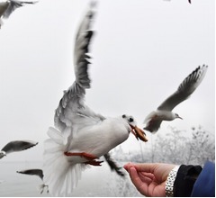 カモメは&ldquo;人間観察&rdquo;しながら自分のエサ選択
