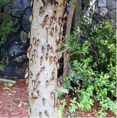 &ldquo;G&rdquo;にも似た大量の素数ゼミ、今年は米ミズーリ州で13年周期ゼミ大発生。