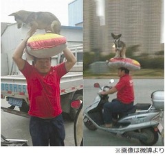頭上にワンコのせてバイク通勤、警察からは「やめなさい」と注意。