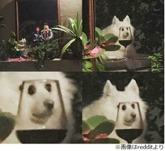 &ldquo;小顔&rdquo;のわんこが人気に