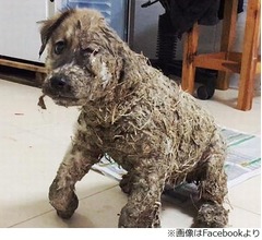 接着剤で固められた子犬