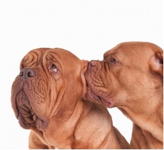 彼氏の&ldquo;激しいキス&rdquo;で鼓膜破れる