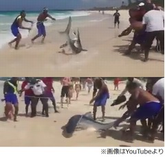 サメ引きずり上げ写真撮り炎上、ライフガードも参加で物議醸す。