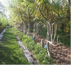 &ldquo;イスを収穫する&rdquo;農場