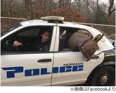 ロバを&ldquo;逮捕&rdquo;パトカーで連行、後部座席で排泄始めてしまい警官後悔。