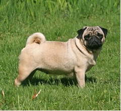 犬には&ldquo;5種類の性格&rdquo;があった、犬と飼い主の理想的な組み合わせが分かるように