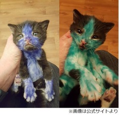 青と緑に着色された子ネコたち、施設スタッフ激怒「野蛮極まりない」。