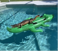 &ldquo;ワニのフロート&rdquo;に乗っているワニ