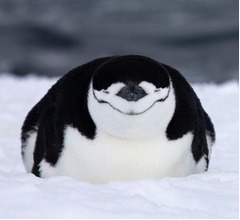 ヒゲペンギンは毎日&ldquo;4秒のうたた寝&times;1万回&rdquo;、周囲警戒しながら睡眠確保