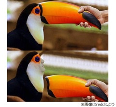 オオハシのくちばしが外れたら&hellip;&hellip;