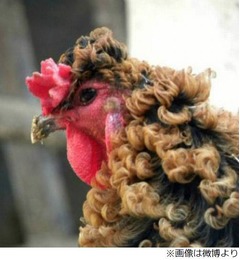珍しい&ldquo;天然パーマ&rdquo;ニワトリ、ほかのニワトリよりも性格は好戦的。