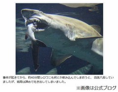 &ldquo;サメがサメを&rdquo;事件のその後、咬まれたネムリブカは助からず。