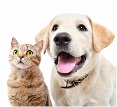 飼い主の7割が&ldquo;愛犬・愛猫のかわいい姿&rdquo;撮影しきれていない、スマホ撮影時の悩みは？