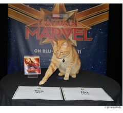 マーベル&ldquo;天才ネコ&rdquo;のインタビュー映像解禁