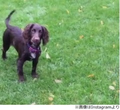 ベッカム夫妻のドッグトレーナーは時給4200円