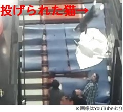 &ldquo;猫放り投げる&rdquo;芸術に猛批判、YouTubeに動画公開で世界中から非難。