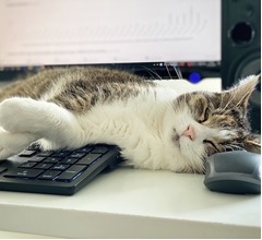 猫は&ldquo;飼い主の在宅&rdquo;にストレス