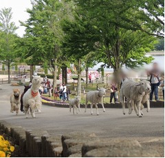 「動物達の帰宅ラッシュ」開催、ヒツジやアルパカたちが駆け抜ける。