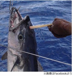 角がある&ldquo;ユニコーンマグロ&rdquo;、釣り上げたら驚きの見た目にビックリ。