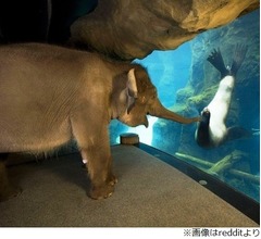 動物園内を散歩するゾウ、アシカに&ldquo;挨拶&rdquo;