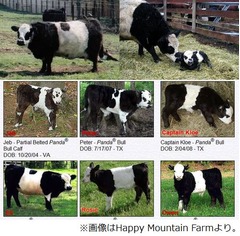 希少な&ldquo;パンダ牛&rdquo;米国で誕生、目や腹回りの毛色の配色がそっくり。