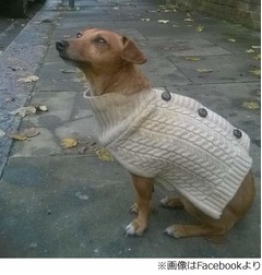 火事から3人の命救ったわんこ、燃える家の中で寝ている飼い主ら起こす。