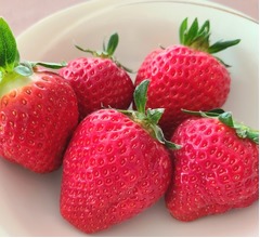 イチゴに&ldquo;認知症とうつ&rdquo;の予防効果あり
