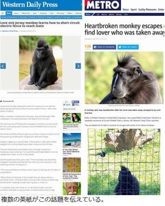 引き離された&ldquo;恋人&rdquo;探すサル、巧みなテクで動物園の檻を2度抜け出す。