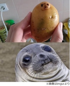 アザラシそっくりのジャガイモ、「食べちゃうの？」「私に似てる&hellip;」。