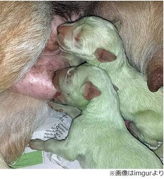 「緑の子犬」産まれ飼い主仰天、&ldquo;ハルク&rdquo;と呼ばれ欧米で話題に。