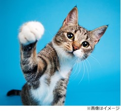 猫が&ldquo;心臓発作の飼い主&rdquo;叩き起こして救う
