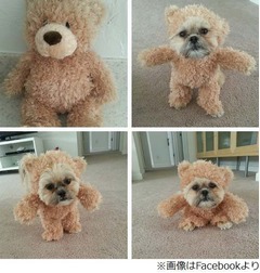 テディベア風のてくてくワンコ、ハロウィーン仮装に「かわいい」の声。