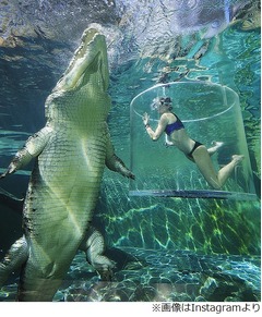 巨大ワニと一緒に泳げるプール、迫力満点すぎる施設の名は&ldquo;死の檻&rdquo;。