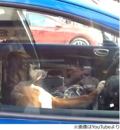 車のクラクション押し続ける犬、飼い主を呼ぶ良い方法が分かった？