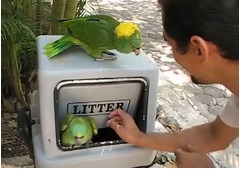 激しく笑いすぎな2羽のオウム、米ネットで7年前の動画に再び脚光。