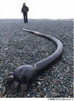 漂着した&ldquo;黒くて長い何か&rdquo;に住民怯える