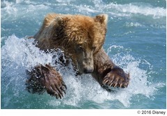 クマ顔面に鮭直撃の笑撃映像も、「ディズニーネイチャー」本編クリップ。