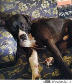 飼い主倒れ愛犬がスマホで通報、万が一に備え教えていたことが奏功。