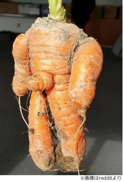 &ldquo;男そのもの&rdquo;ニンジンが話題「なぜ、あそこがあんなに完璧に&hellip;」。