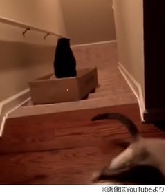 &ldquo;猫の階段サーフィン&rdquo;に賛否、飼い主が仕掛けたイタズラの動画。