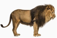 レストランの冷凍庫にライオン、猟犬エサ用も食材と一緒に保管を問題視。