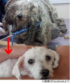 &ldquo;ドレッドヘア過ぎる犬&rdquo;保護、毛を刈ってみたら白いプードルだった。