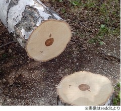 切り倒した木の中に&ldquo;リンゴ&rdquo;