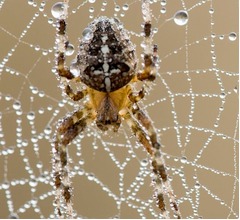 耳の中に蜘蛛の巣「ドラム叩いてるような音が&hellip;」