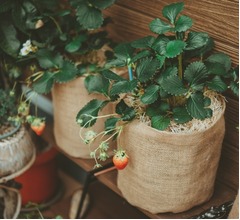 &ldquo;心地良い、遊べる家庭菜園&rdquo;コンセプトの新ブランド