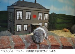 性豪モルモットが100匹種付け、メスの囲いで発見時「少し痩せていた」。